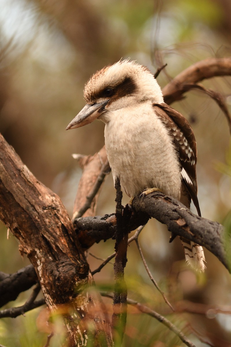 Laughing Kookaburra - ML644689073