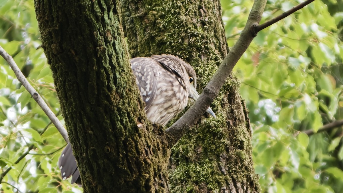 Black-crowned Night Heron - ML644689074