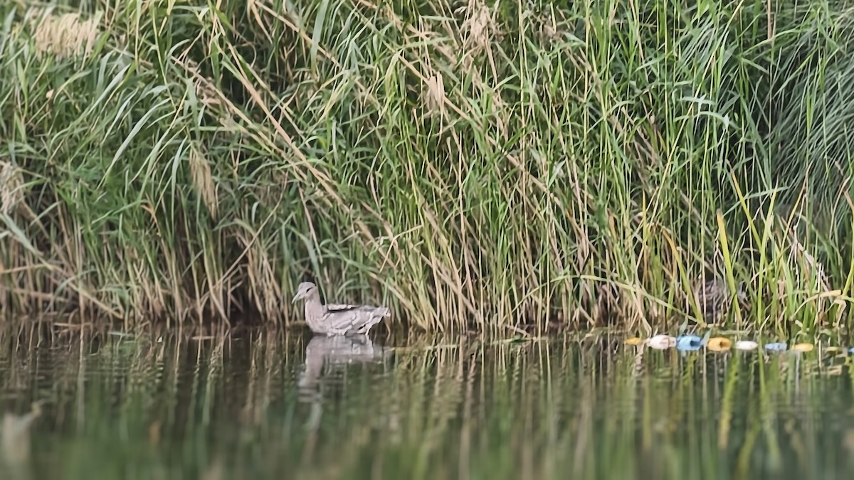 Black-crowned Night Heron - ML644689075