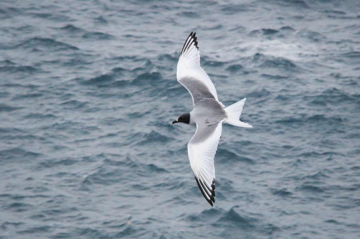 racek galapážský - ML644689076