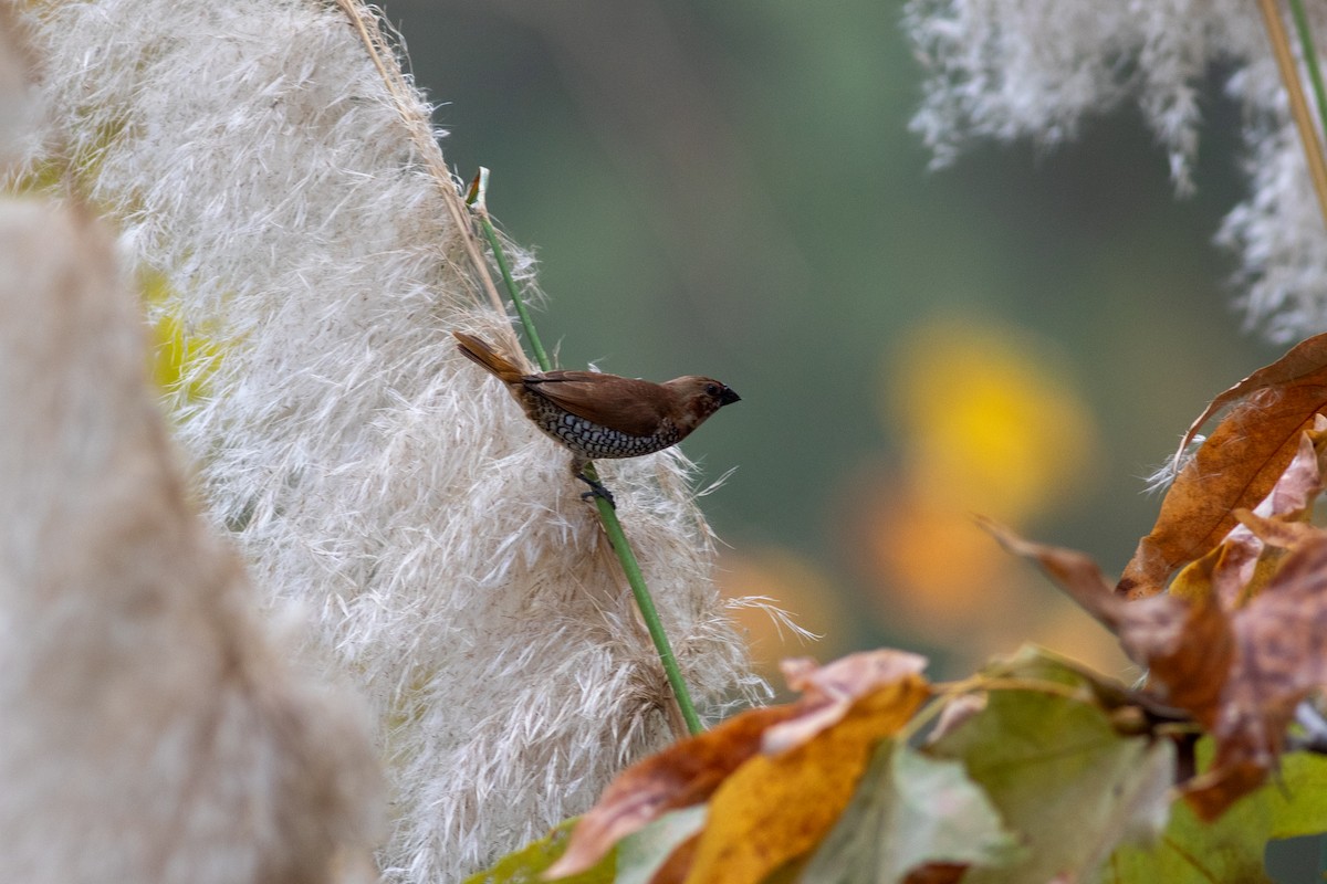 シマキンパラ（punctulata） - ML644689077