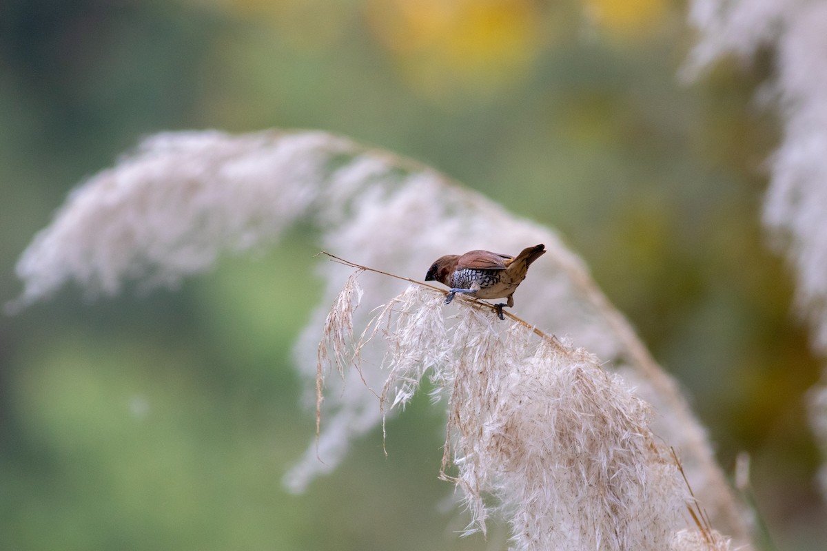 シマキンパラ（punctulata） - ML644689078