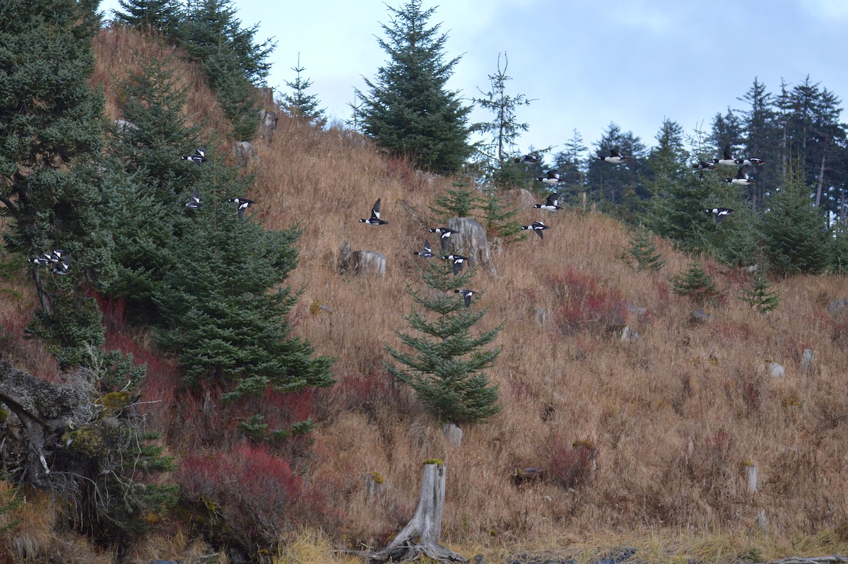 Barrow's Goldeneye - ML644689079