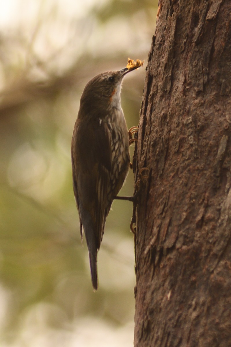 White-throated Treecreeper - ML644689080