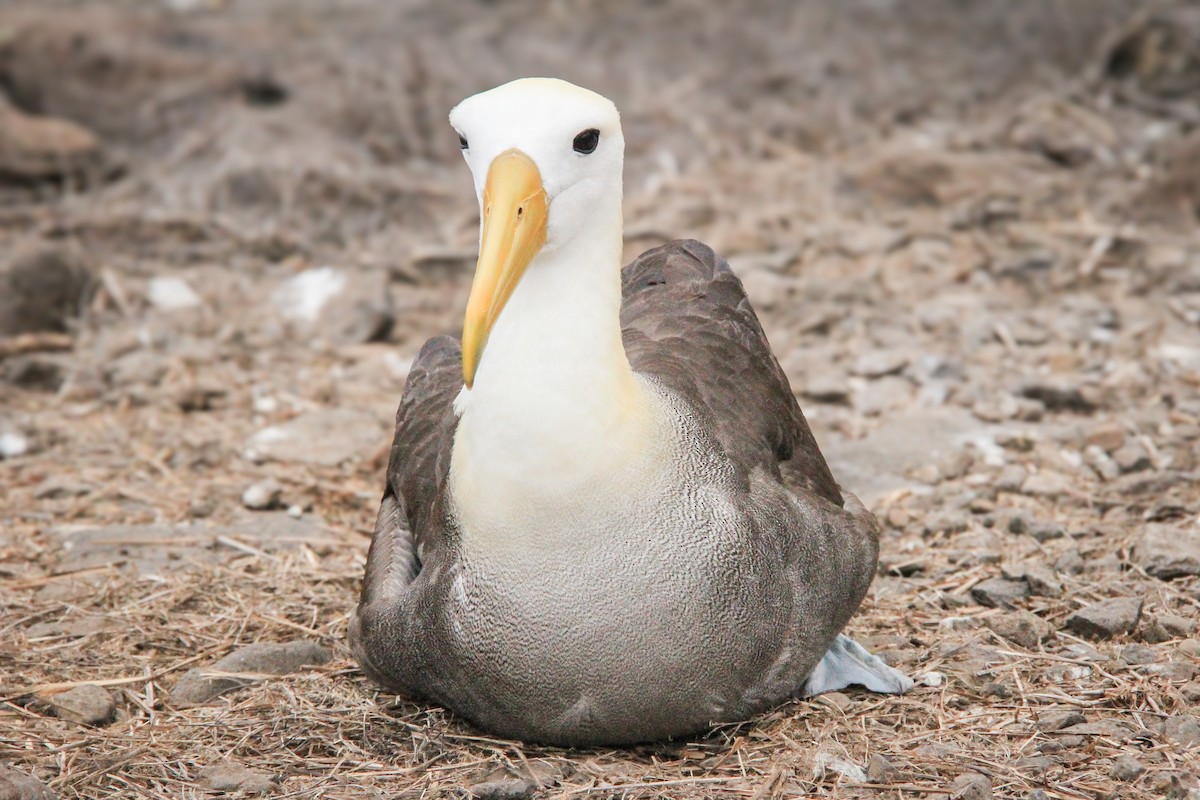 albatros galapážský - ML644689081