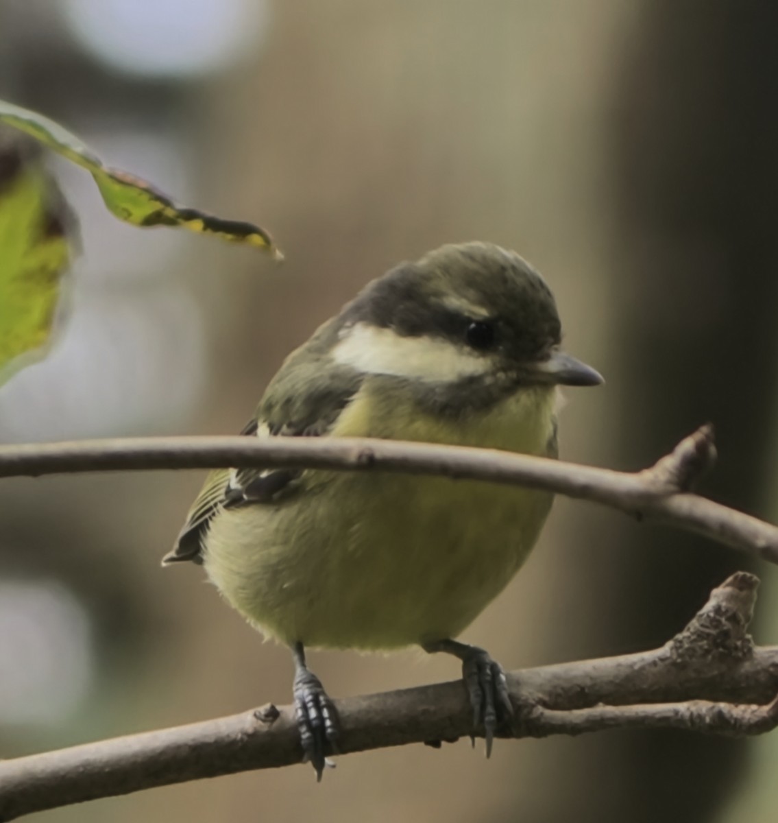 Yellow-bellied Tit - ML644689082