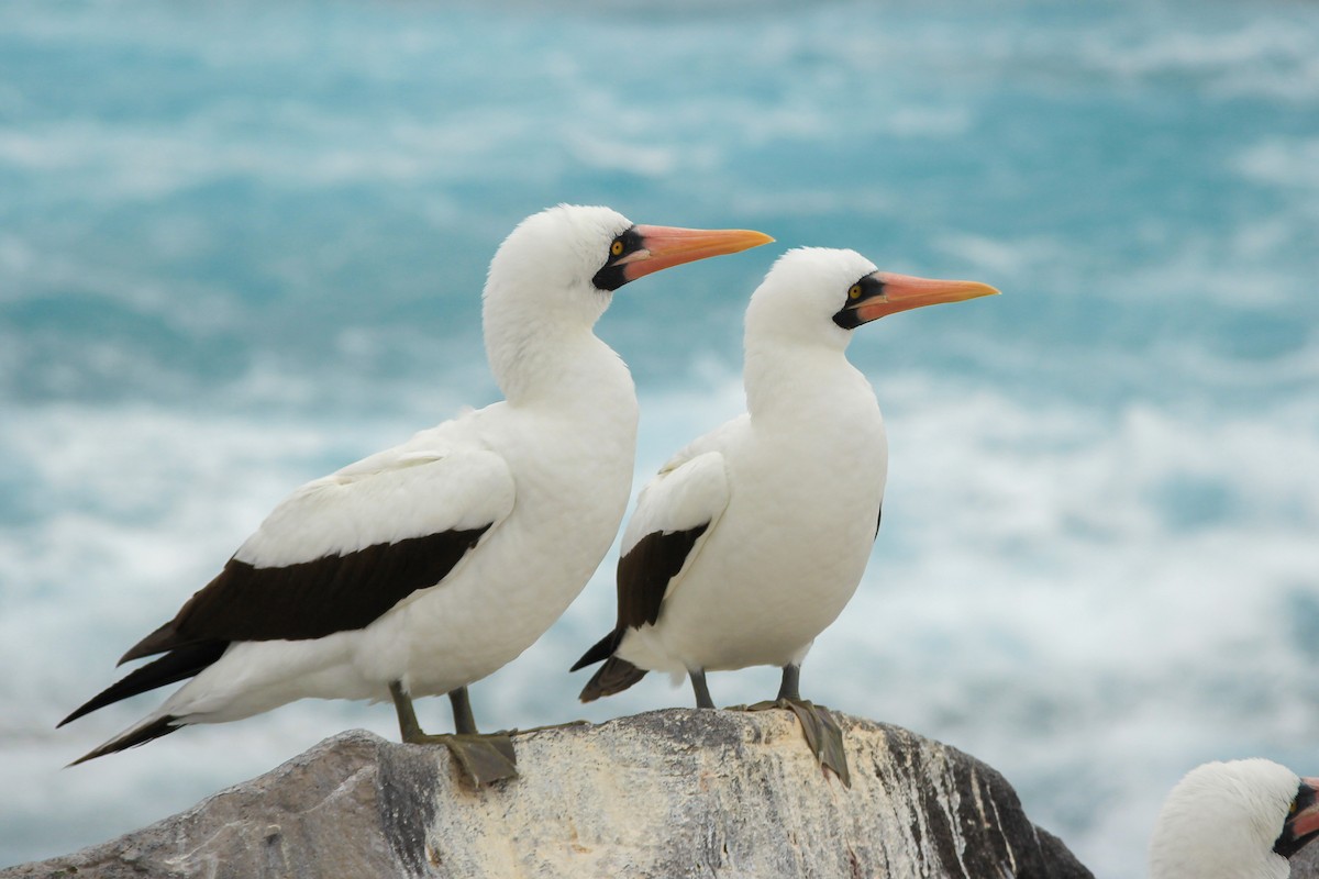 Zanga galapagoarra - ML644689083