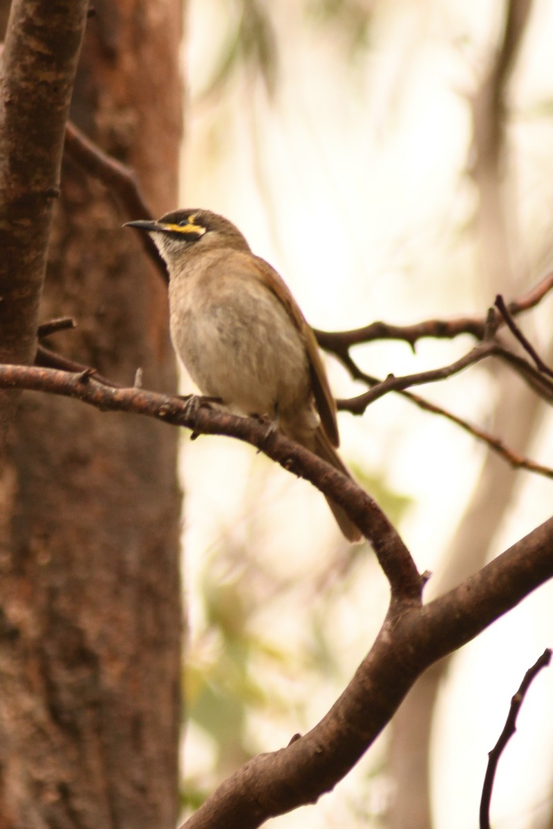 Yellow-faced Honeyeater - ML644689084