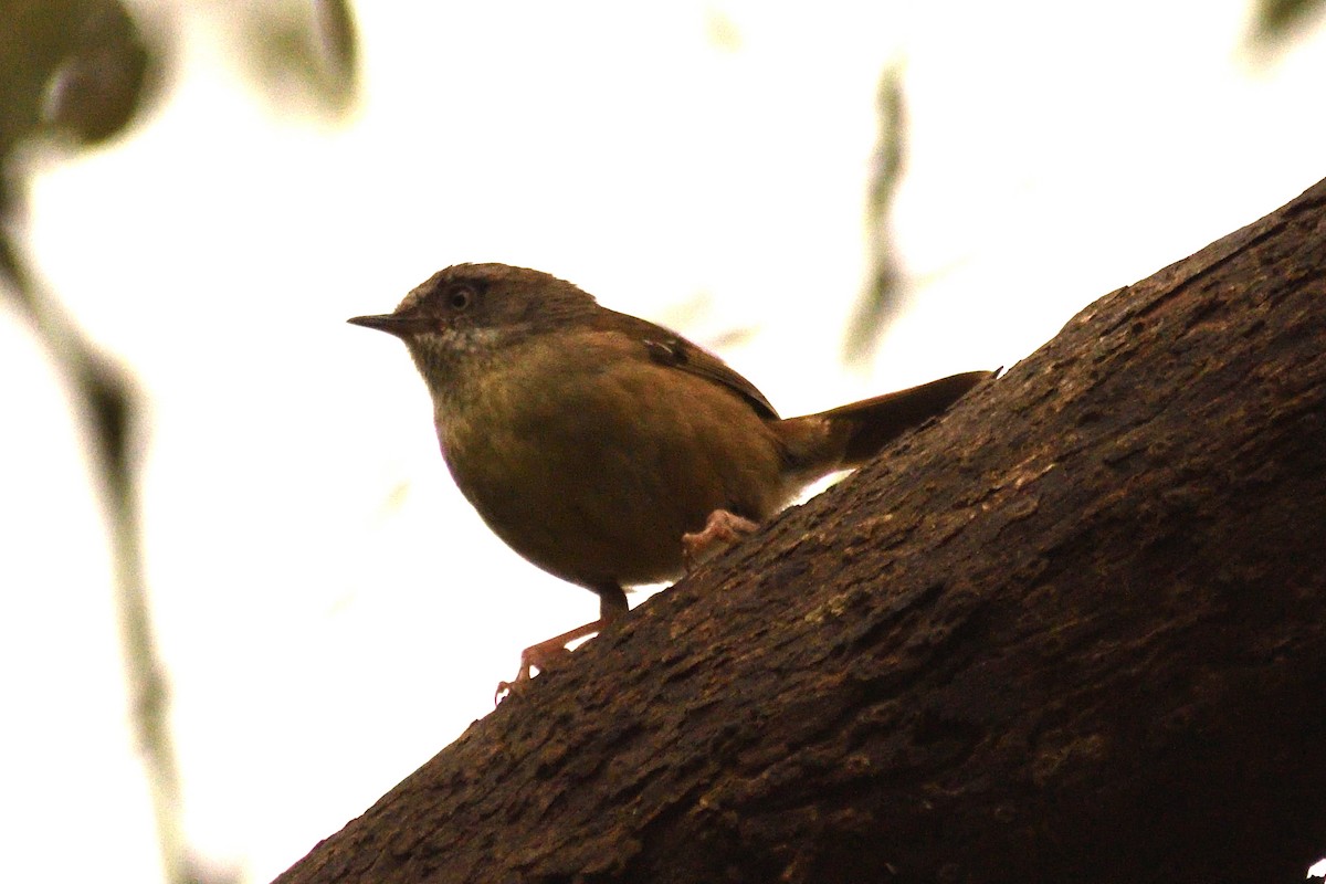 マミジロヤブムシクイ - ML644689085