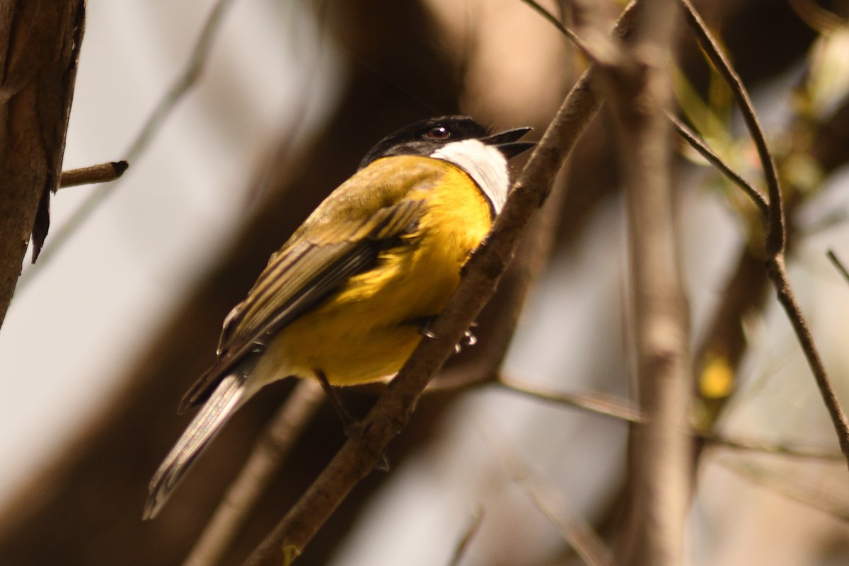 Golden Whistler - ML644689088