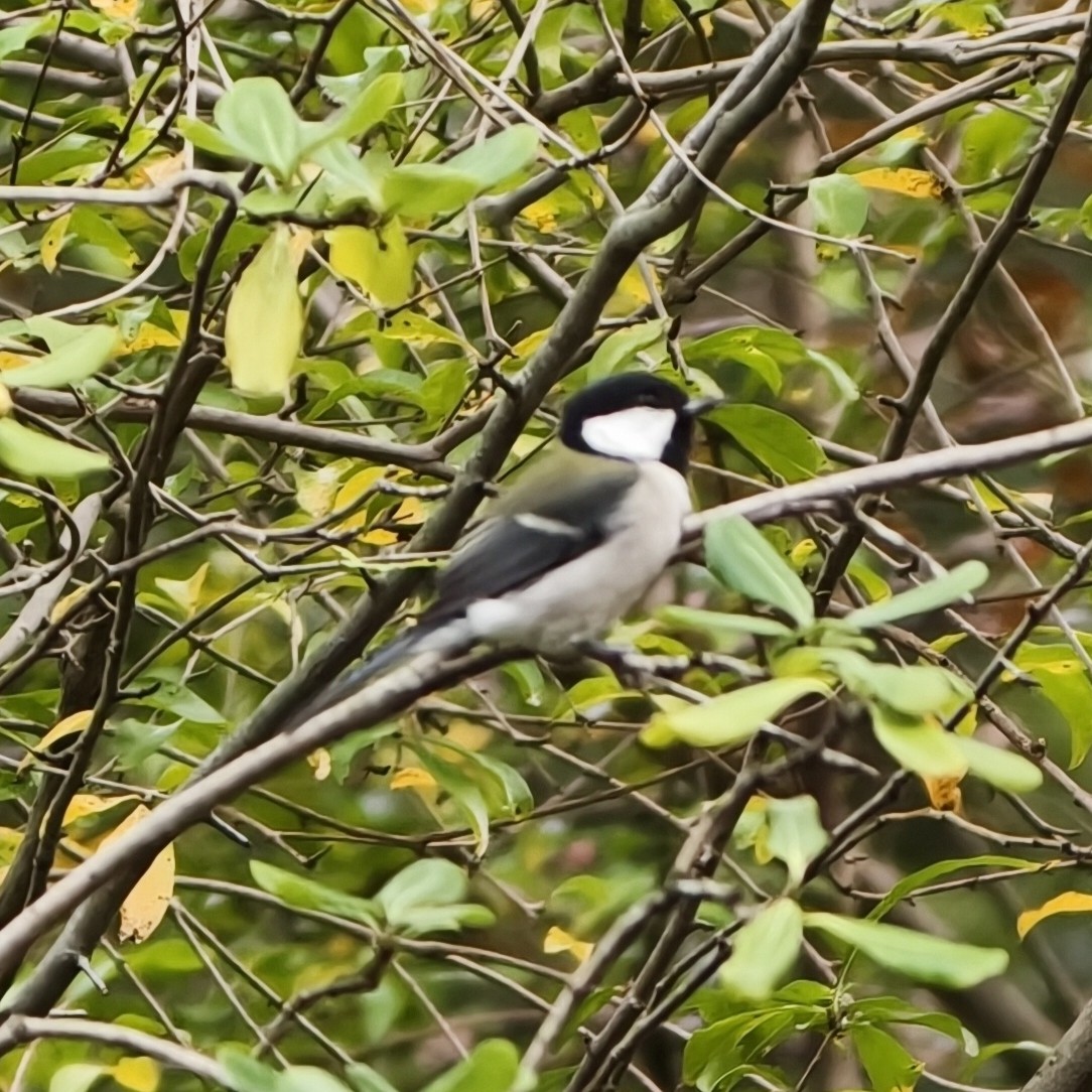 Asian Tit - ML644689090