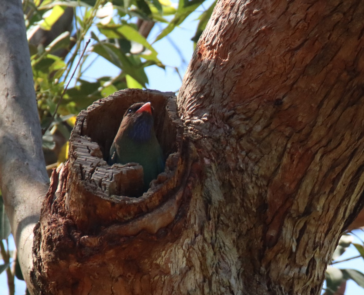 Dollarbird - ML644689097