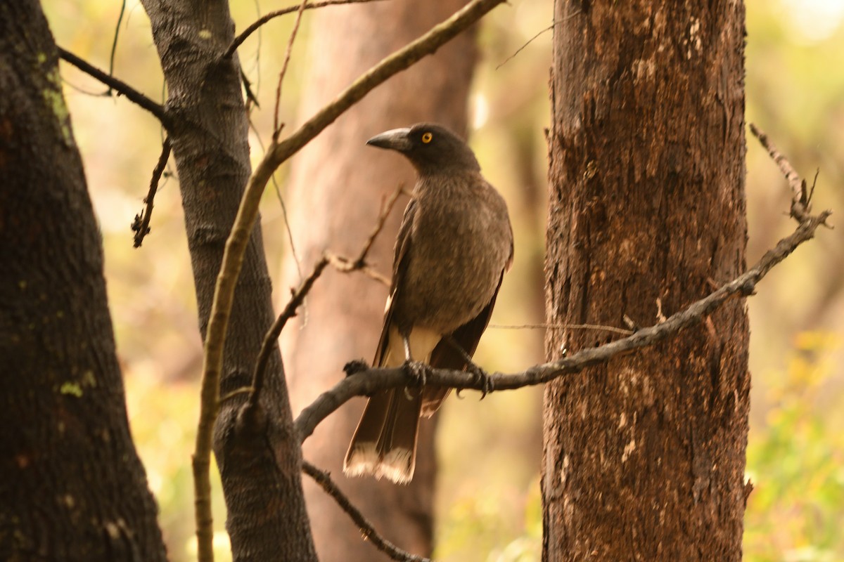 Pied Currawong - ML644689099