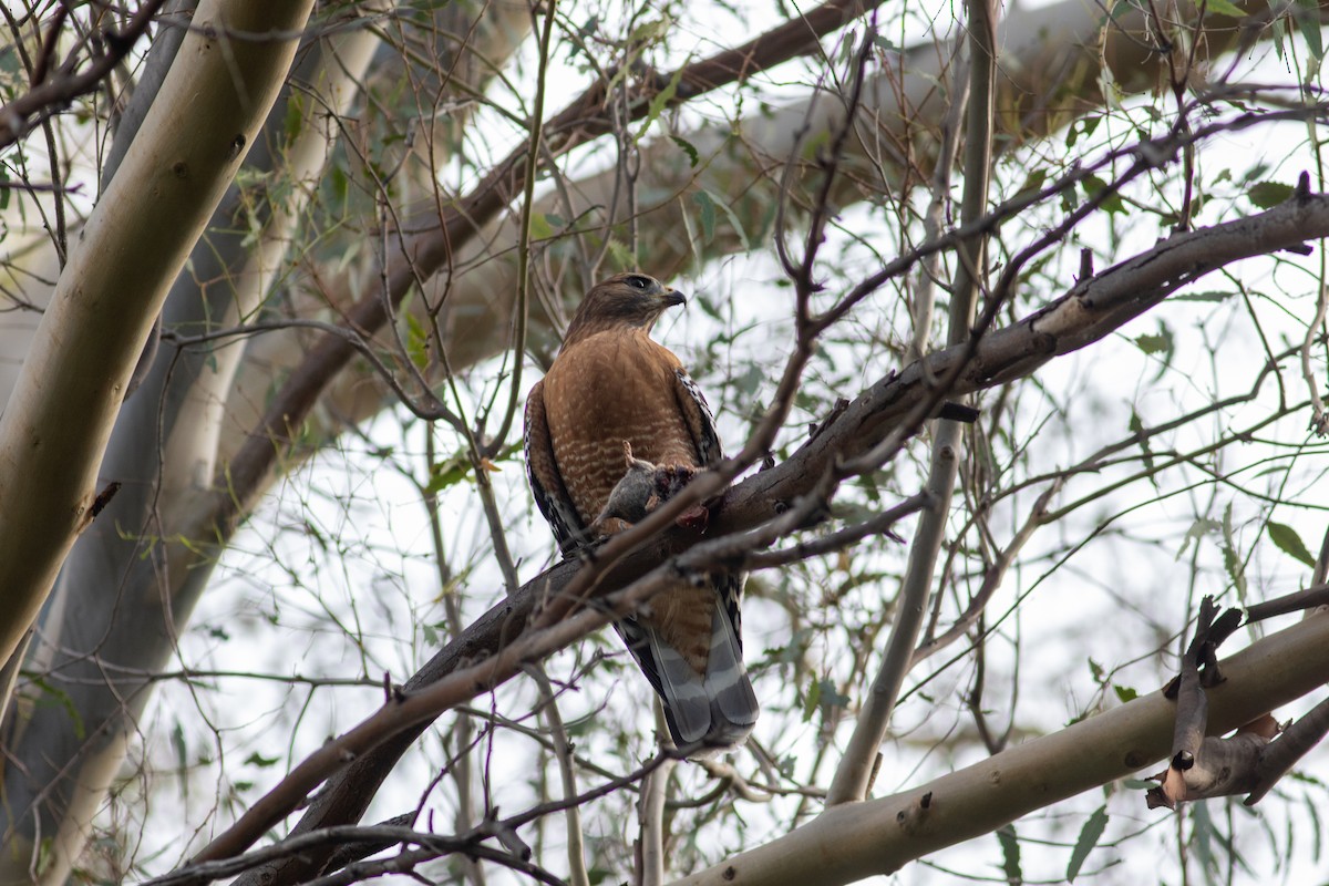 Red-shouldered Hawk (elegans) - ML644689100