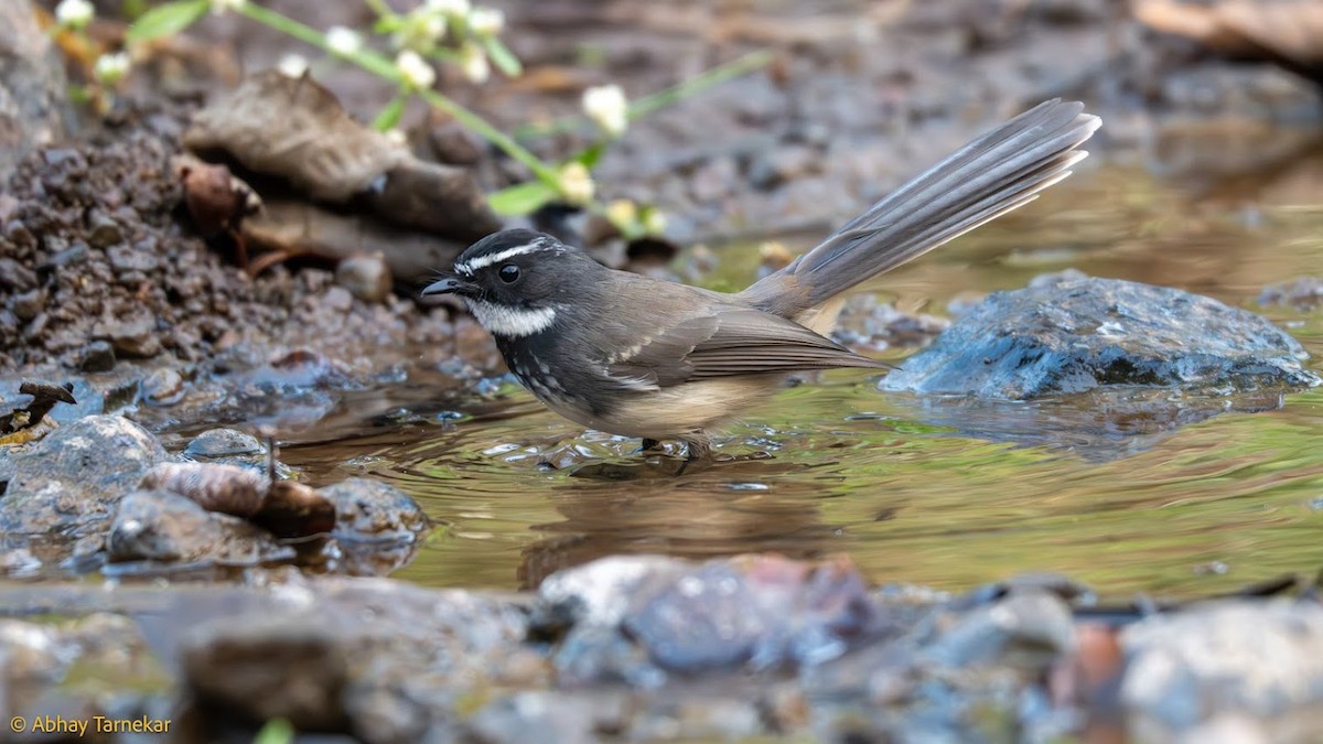 Spot-breasted Fantail - ML644689101