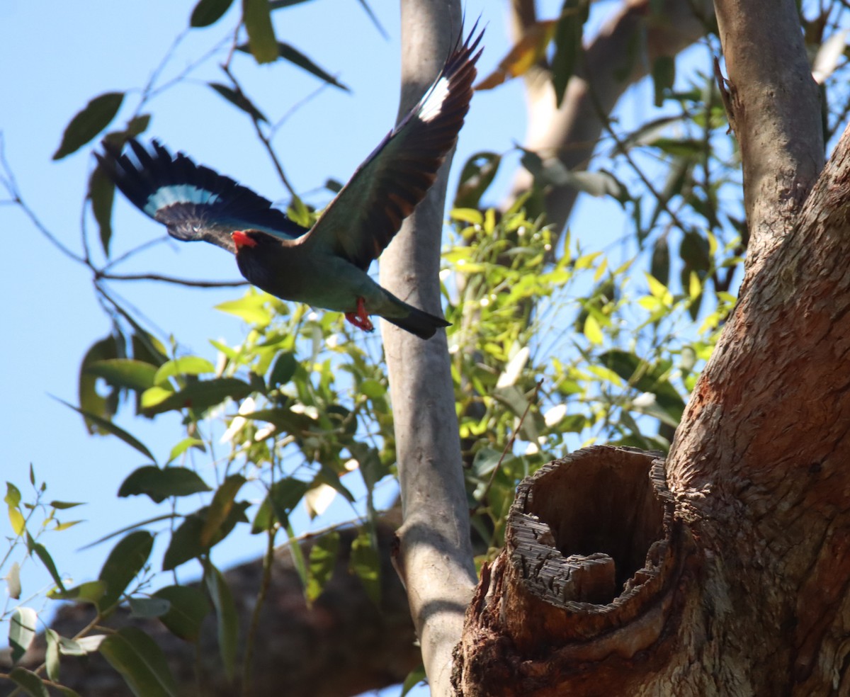 Dollarbird - ML644689102