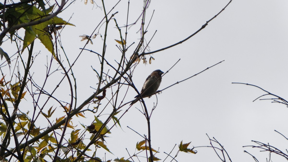 White-rumped Munia - ML644689103