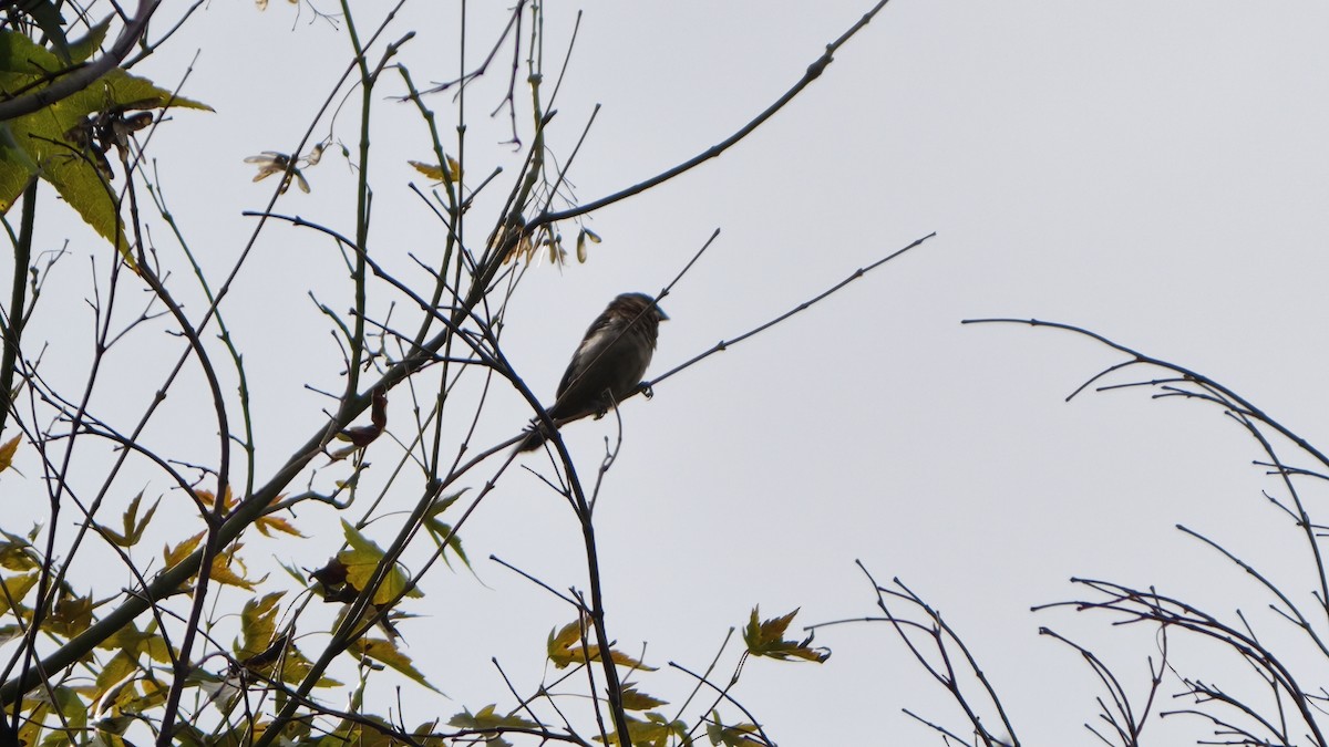 White-rumped Munia - ML644689104
