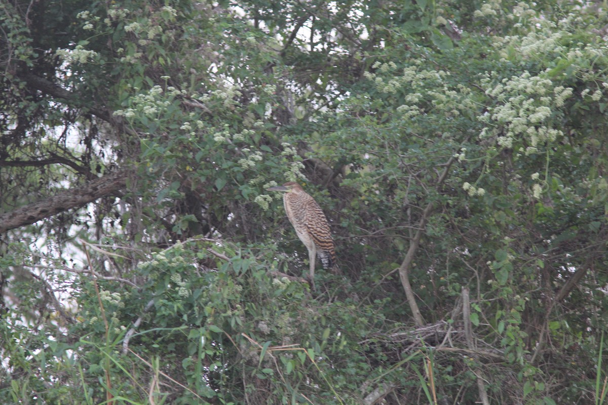 Bare-throated Tiger-Heron - ML644689106