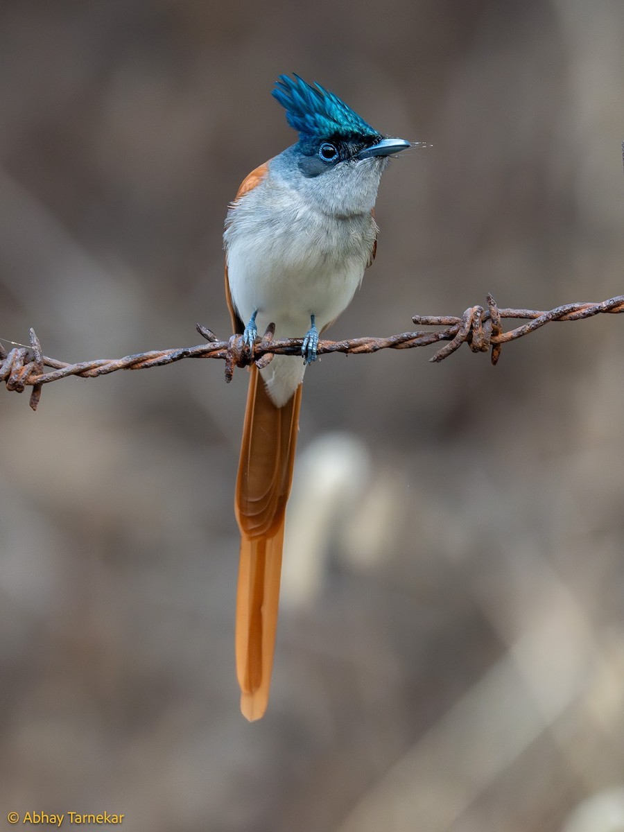 Indian Paradise-Flycatcher - ML644689107