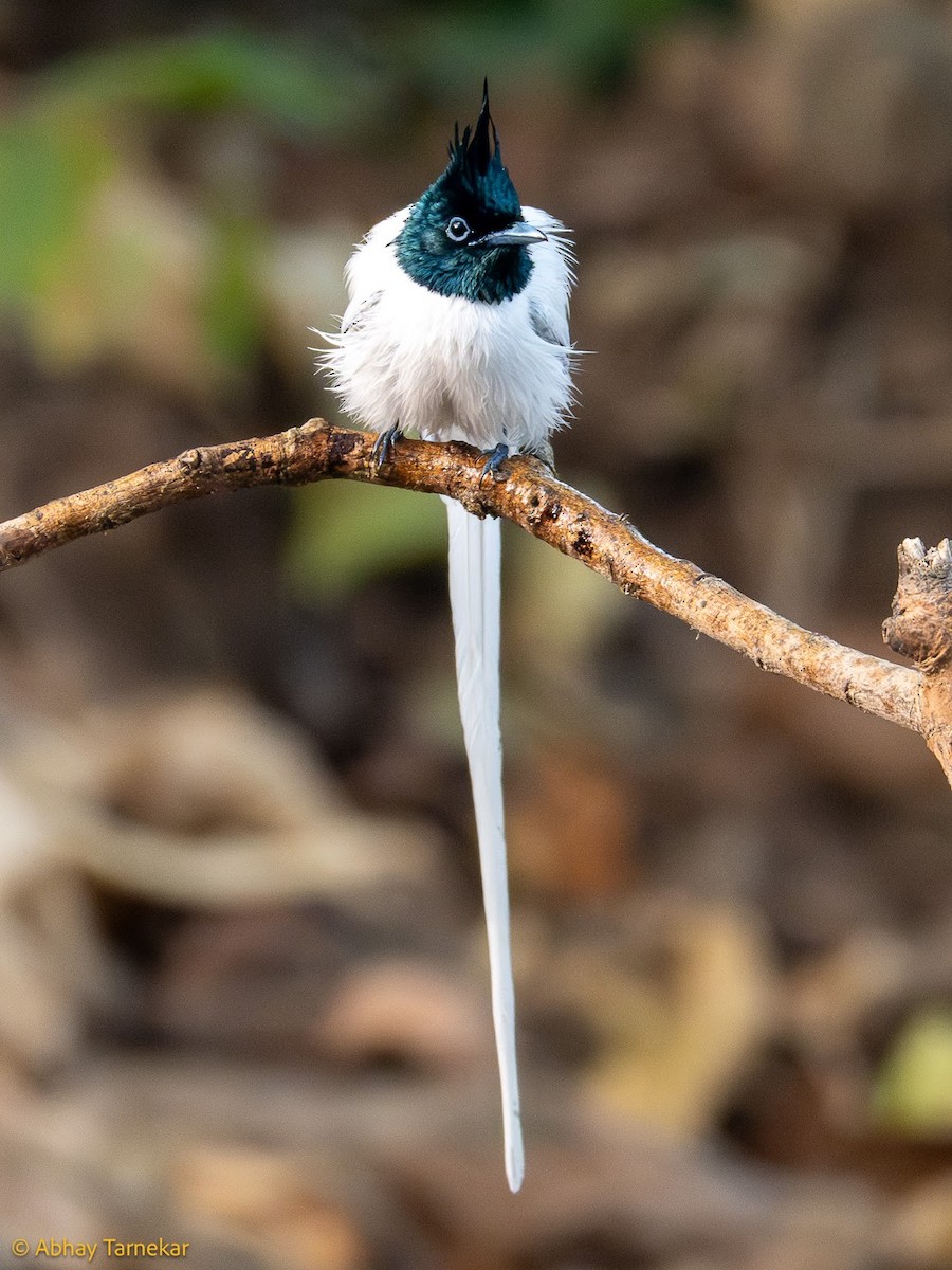 Indian Paradise-Flycatcher - ML644689108
