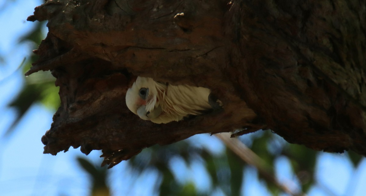 Little Corella - ML644689109