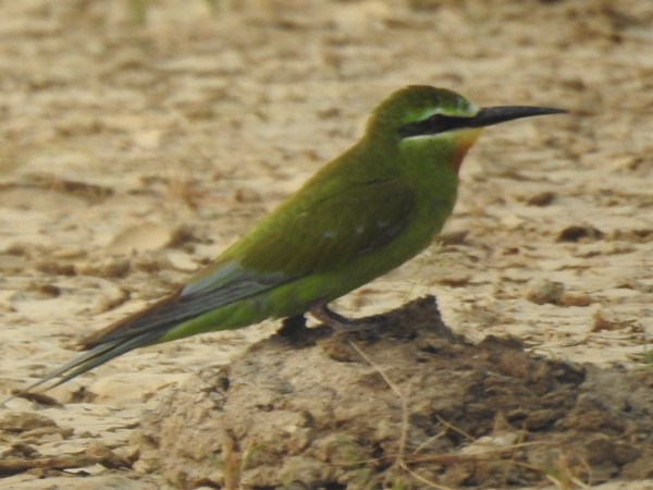 Blue-cheeked Bee-eater - ML644689110