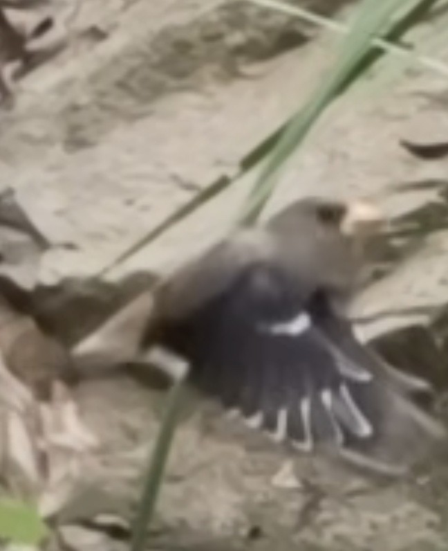 Yellow-billed Grosbeak - ML644689112