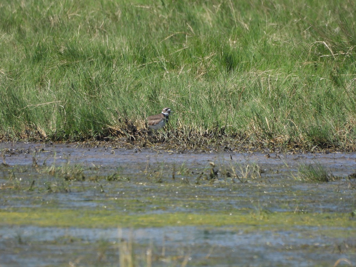 Killdeer - ML644689113