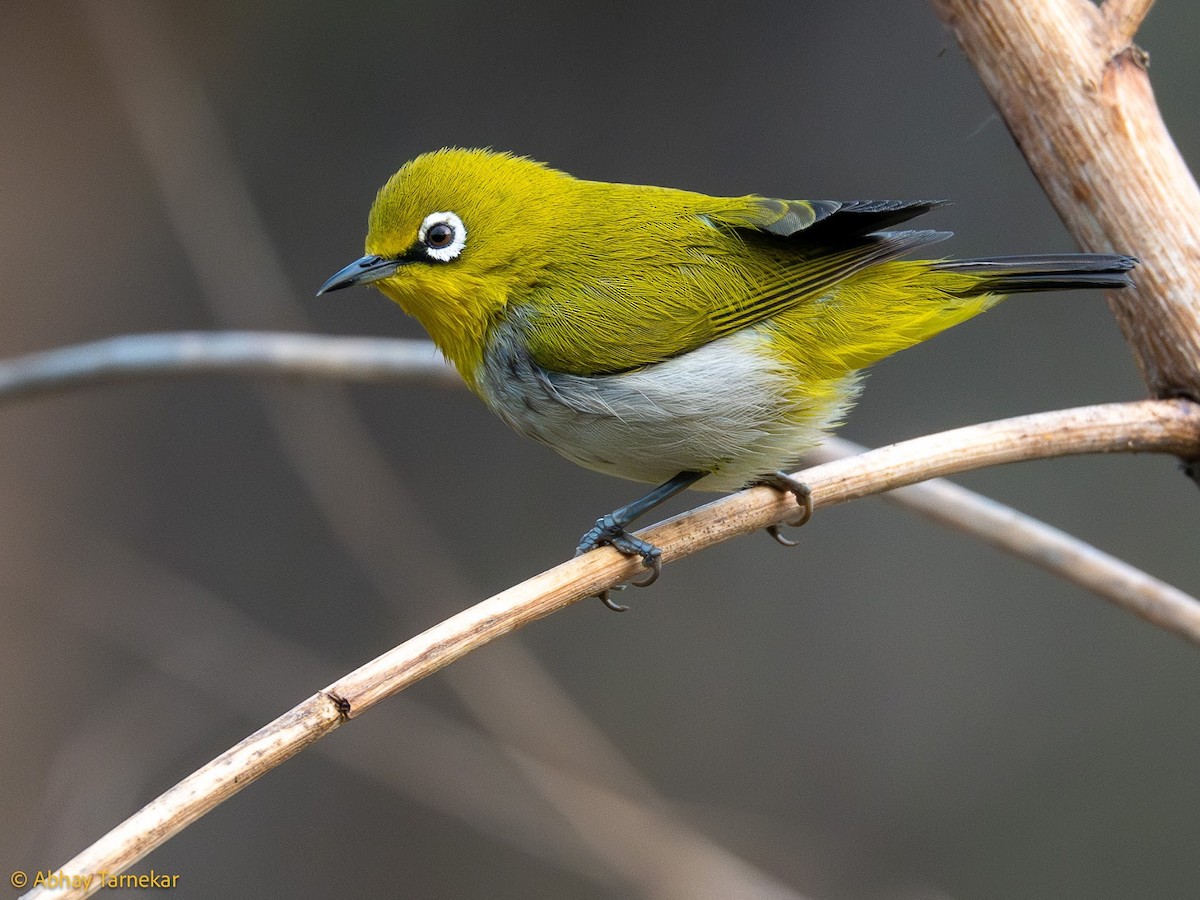 Indian White-eye - ML644689114