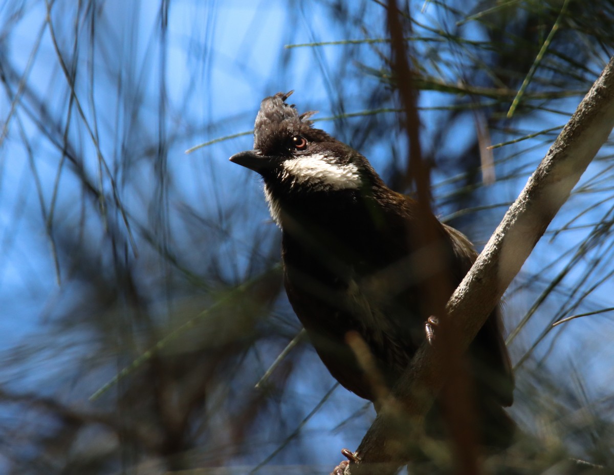 Eastern Whipbird - ML644689115