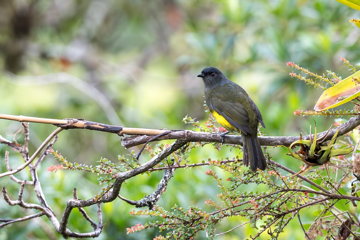 Black-and-yellow Silky-flycatcher - ML644689116