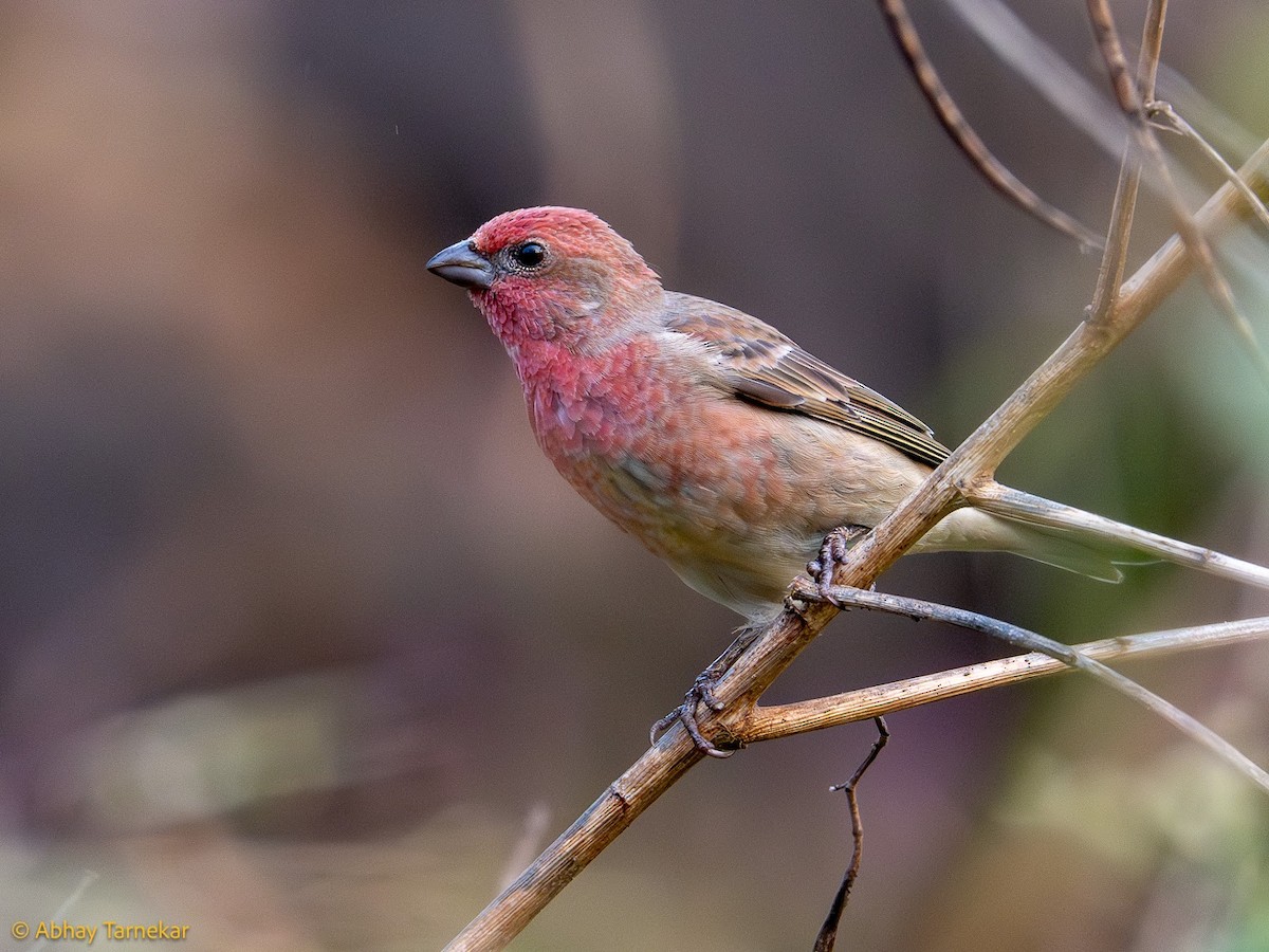Common Rosefinch - ML644689117