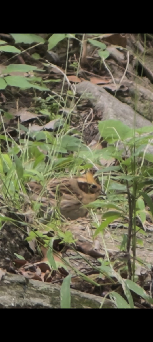 Yellow-throated Bunting - ML644689118