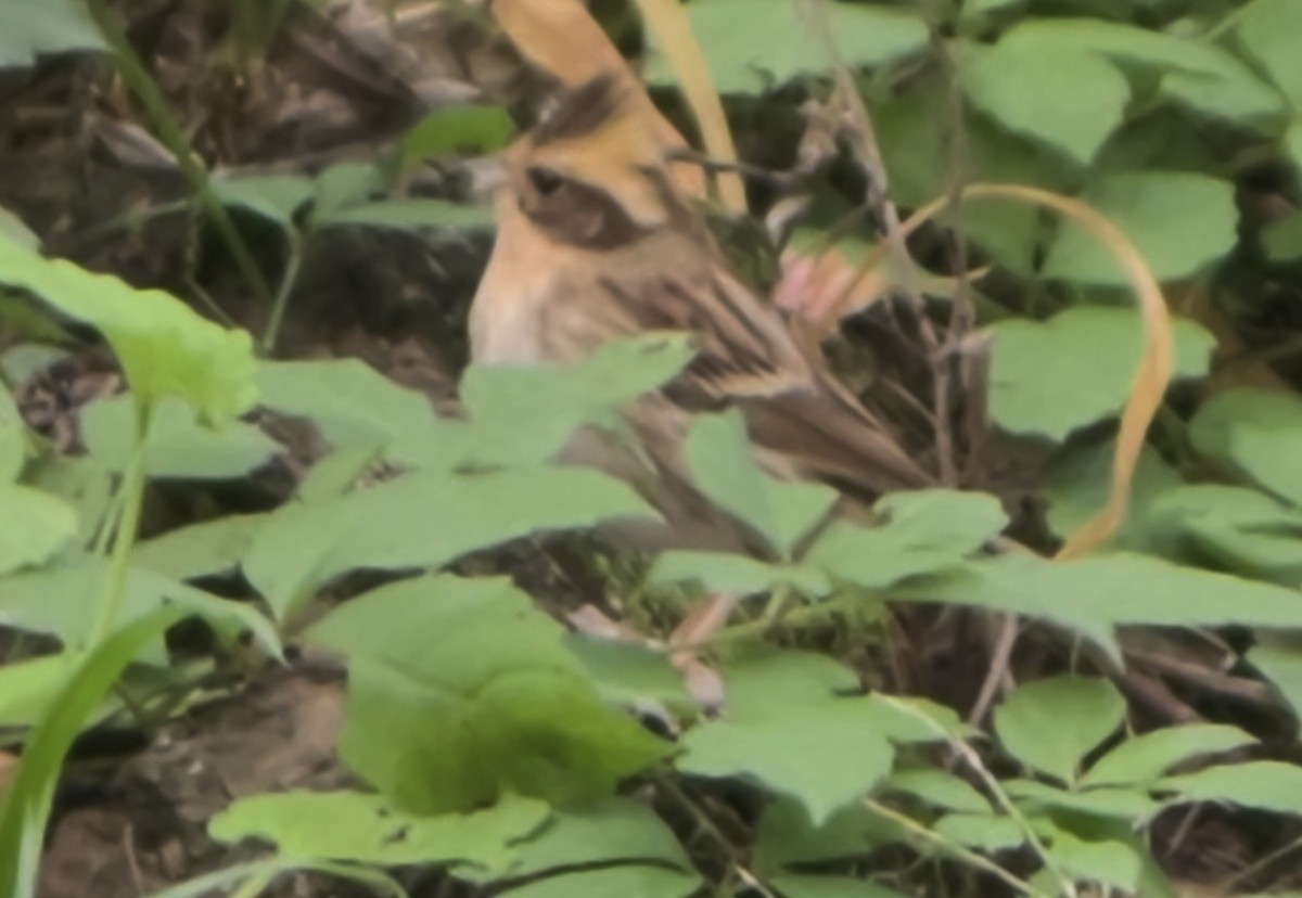 Yellow-throated Bunting - ML644689119