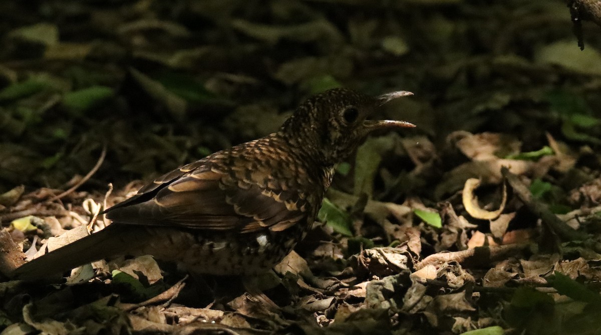 Bassian Thrush - ML644689120