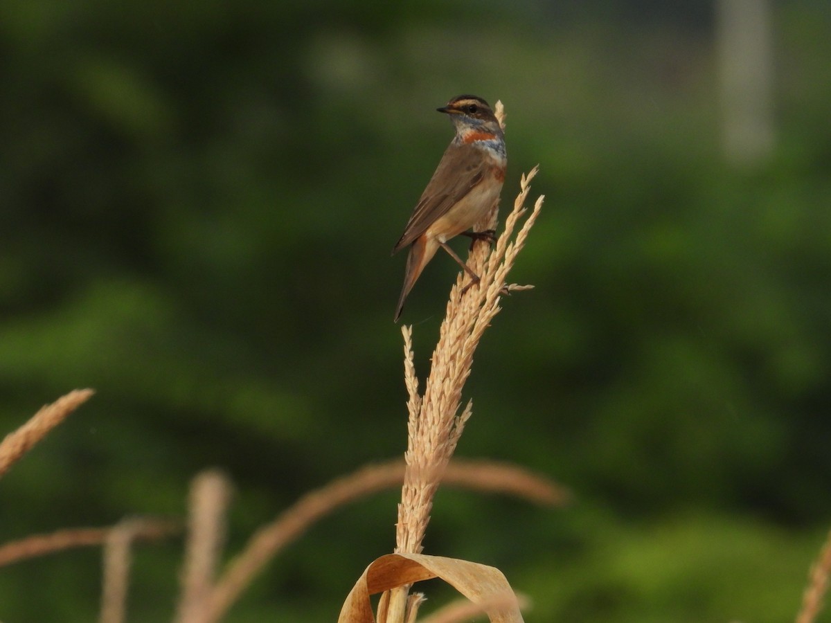 Bluethroat - ML644689121