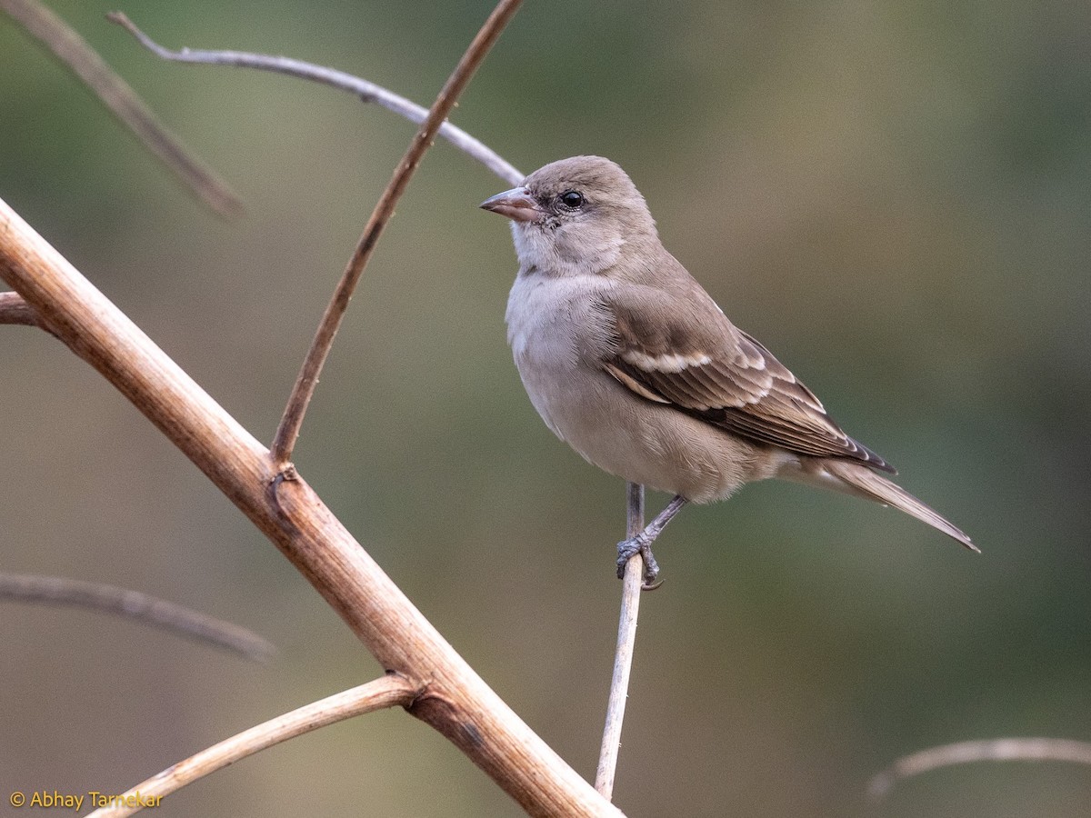Yellow-throated Sparrow - ML644689122
