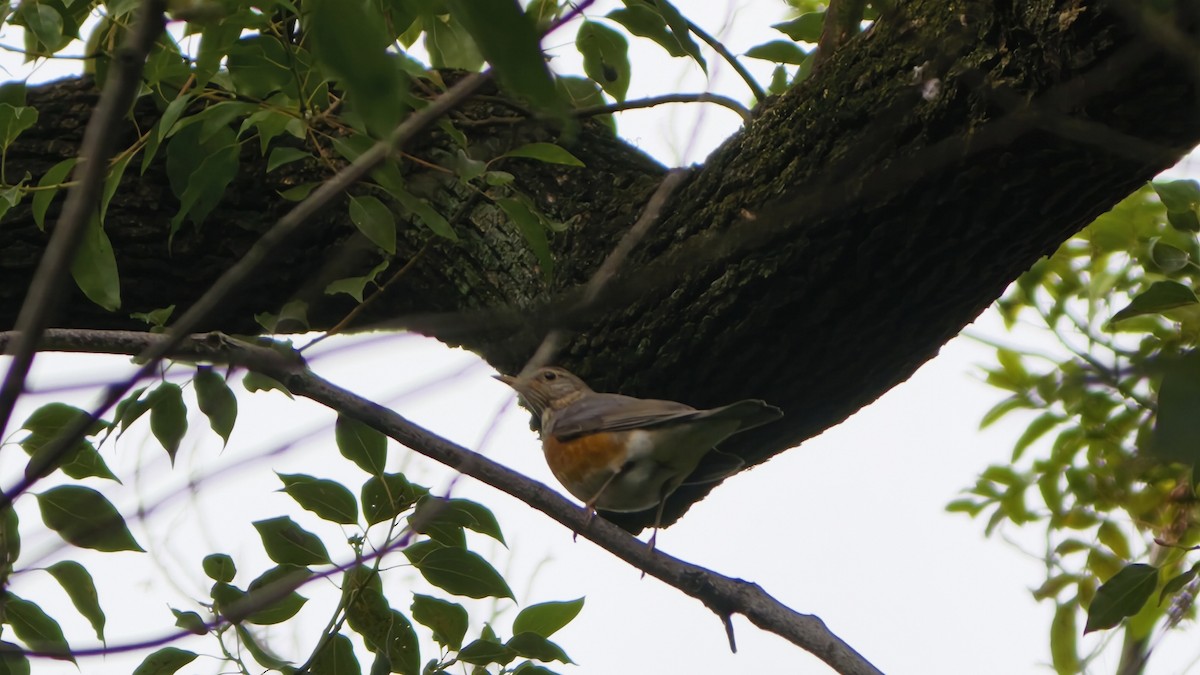 Gray-backed Thrush - ML644689146
