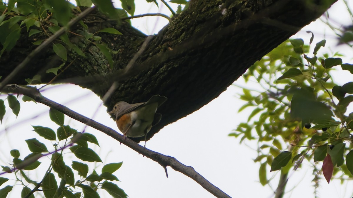 Gray-backed Thrush - ML644689148