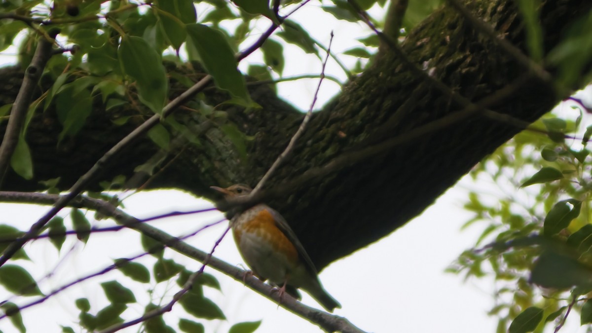 Gray-backed Thrush - ML644689149
