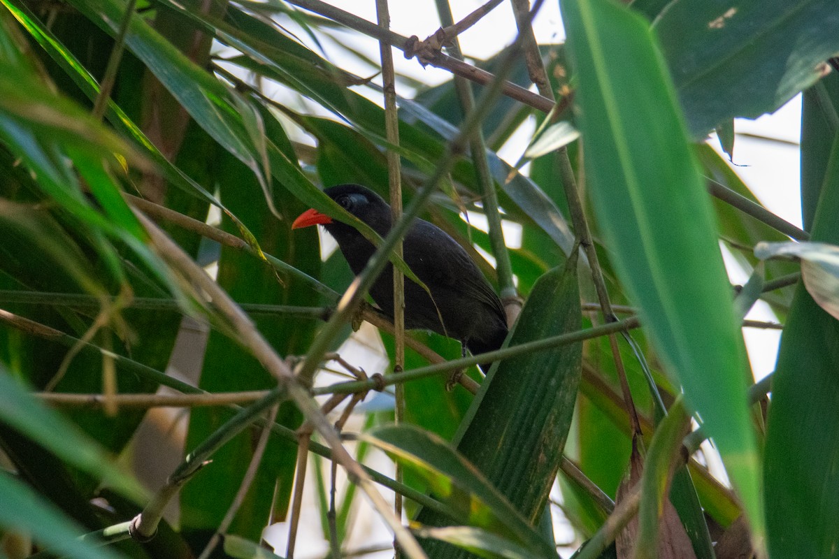 Black Laughingthrush - ML644689155
