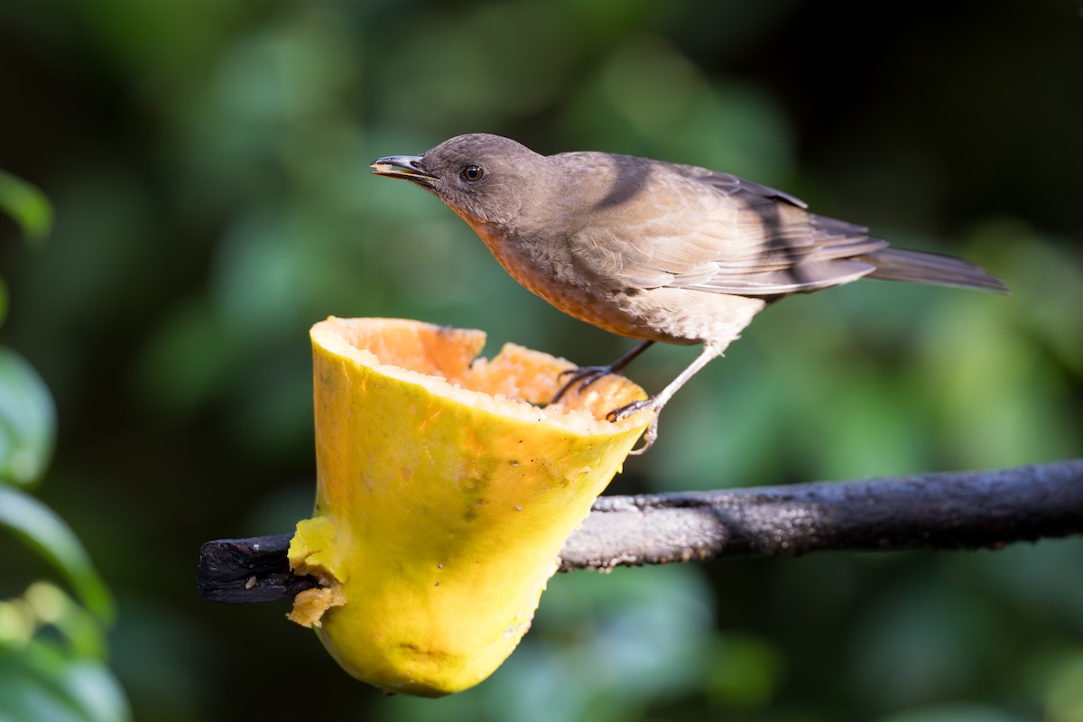Mountain Thrush - ML644689165
