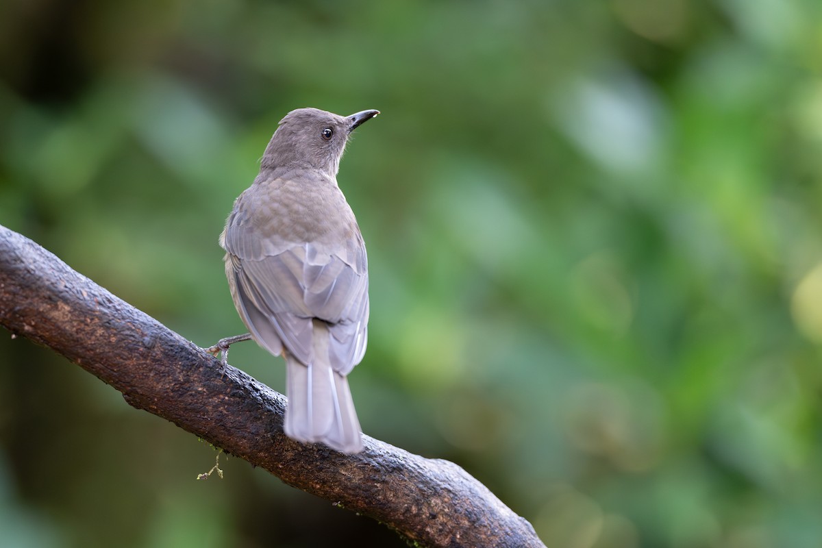 Mountain Thrush - ML644689167