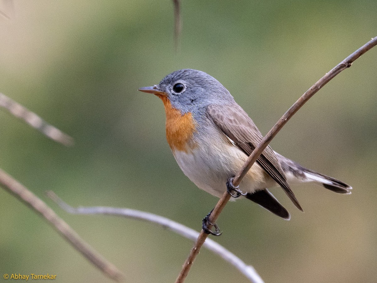 Малая мухоловка - ML644689181