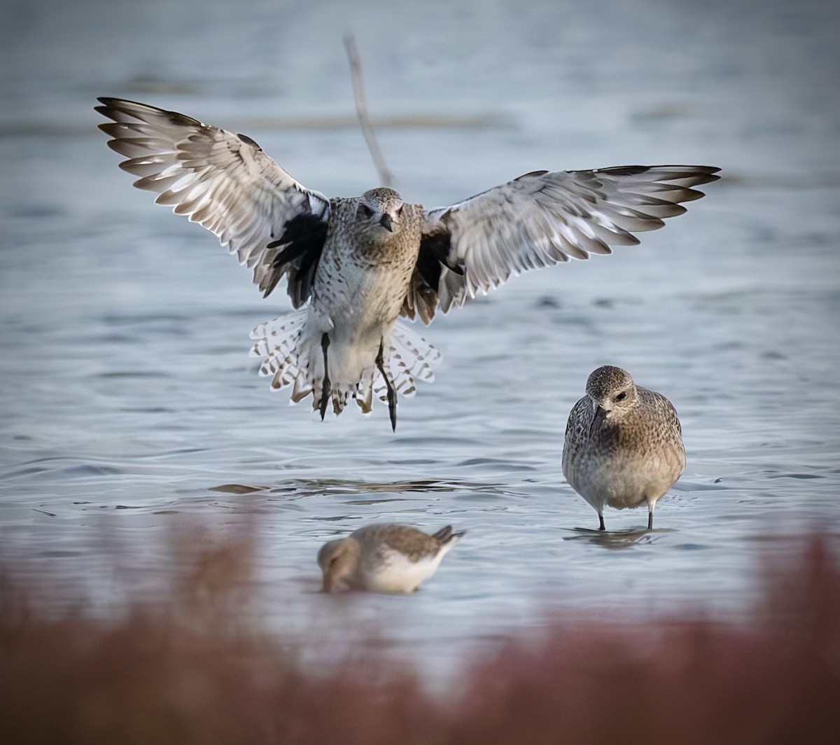 Black-bellied Plover - ML644689184