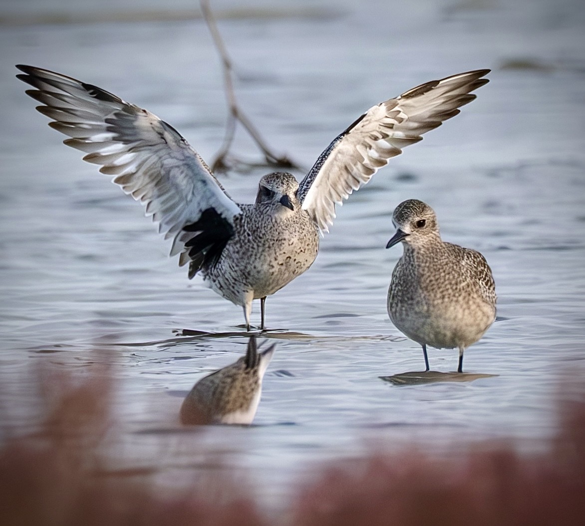 Gümüş Yağmurcun - ML644689185