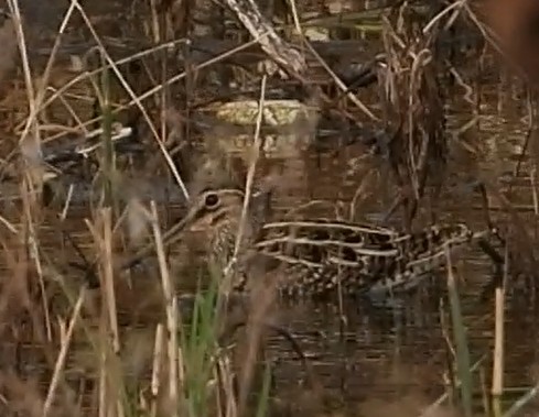 Suçulluğu - ML644689187