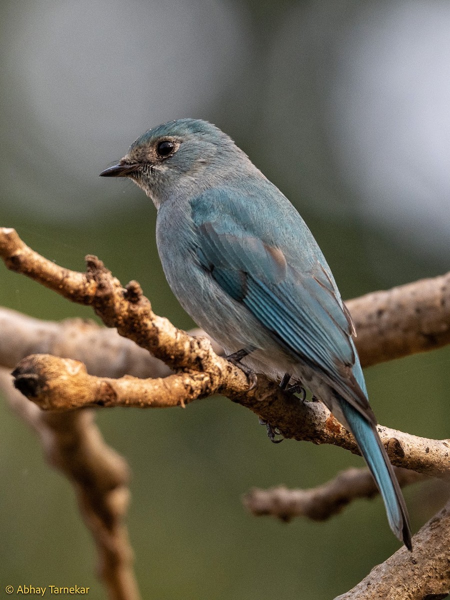 Gökçe Sinekkapan - ML644689188