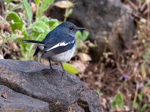 Çinhindi Alaca Bülbülü - ML644689191